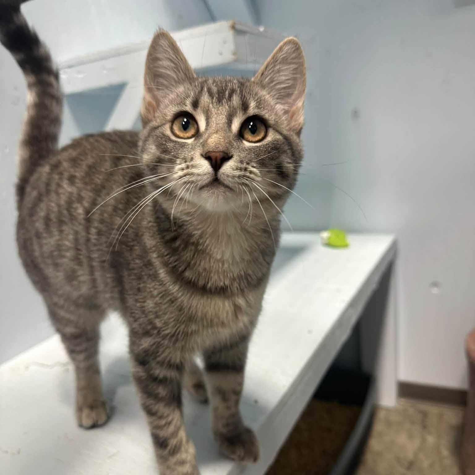 Enlarge Lorelei, a Adopted Domestic Short Hair in Mission, BC image 1/4