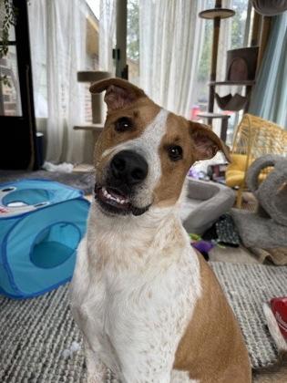 Dutch 44070, a Adoptable Mixed Breed in Oklahoma City, OK image 2/3