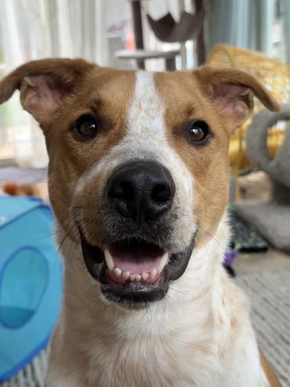 Dutch 44070, a Adoptable Mixed Breed in Oklahoma City, OK image 1/3