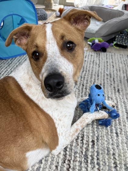 Dutch 44070, a Adoptable Mixed Breed in Oklahoma City, OK image 3/3