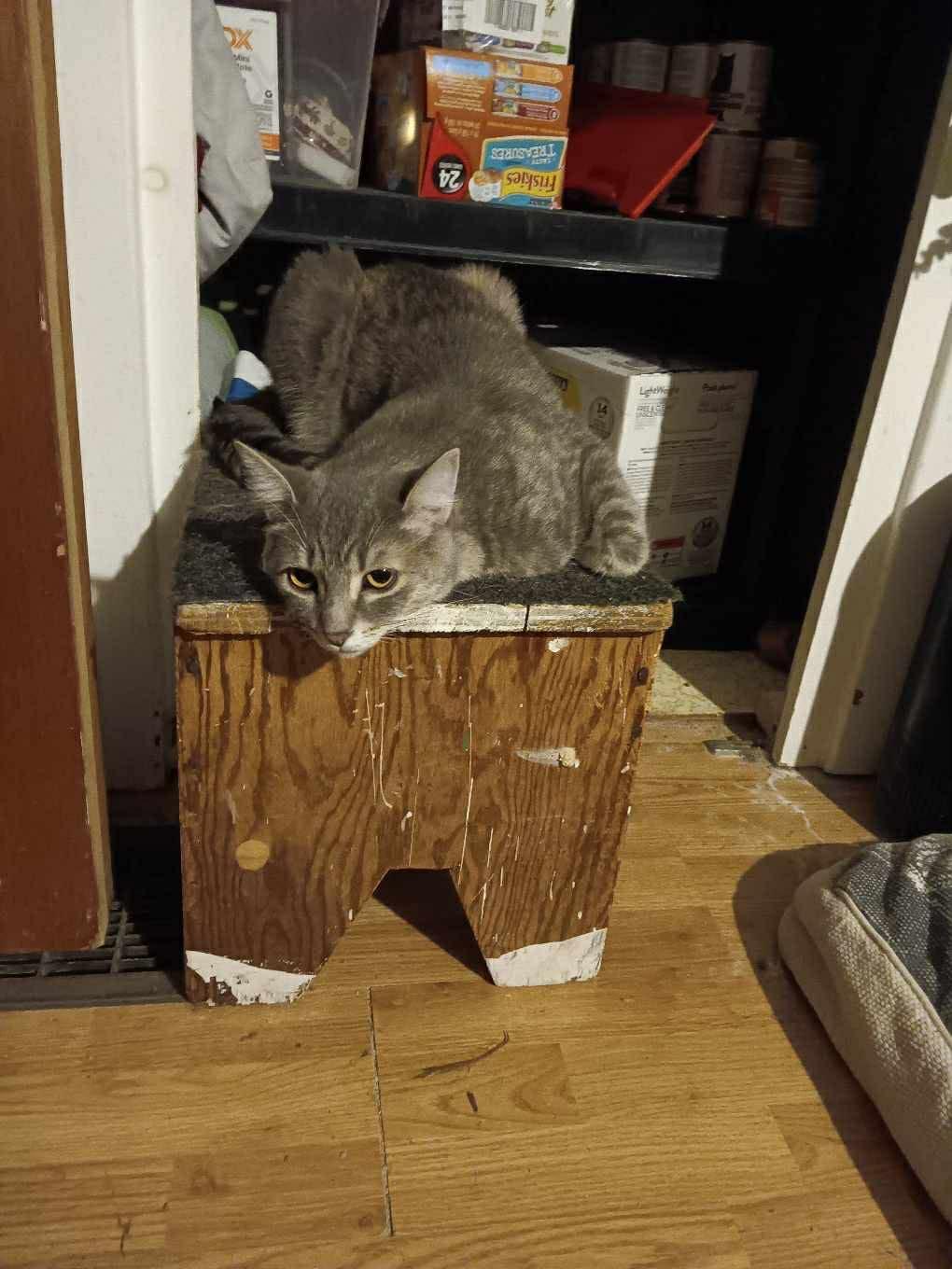 Enlarge Cagney & Lacey, a Adoptable Domestic Short Hair in Ashton, ON image 2/6