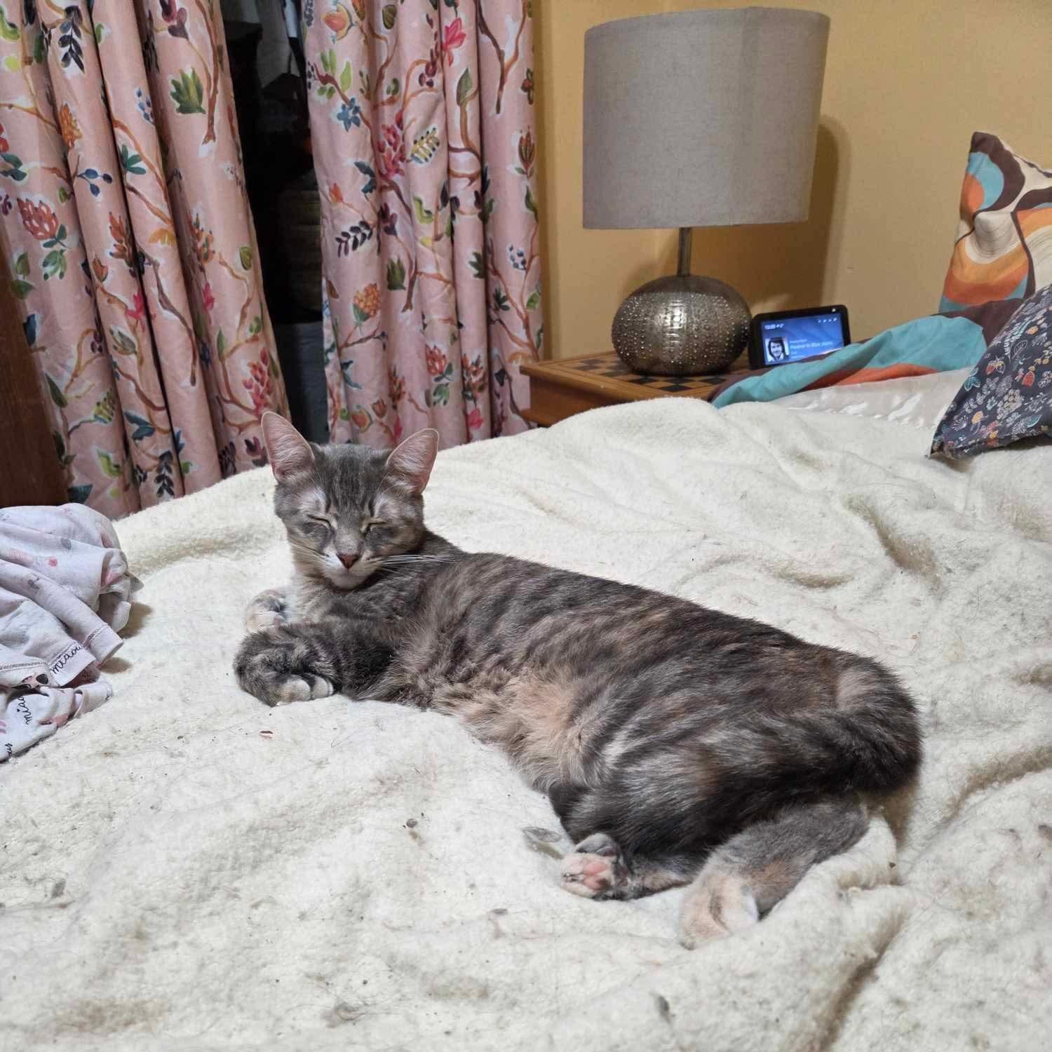 Enlarge Cagney & Lacey, a Adoptable Domestic Short Hair in Ashton, ON image 2/5