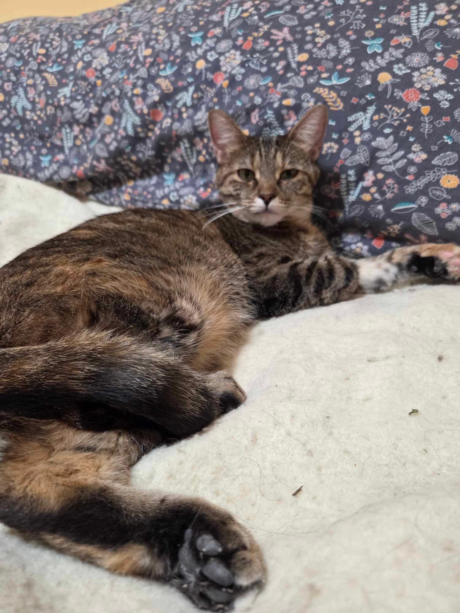 Enlarge Cagney & Lacey, a Adoptable Domestic Short Hair in Ashton, ON image 3/5