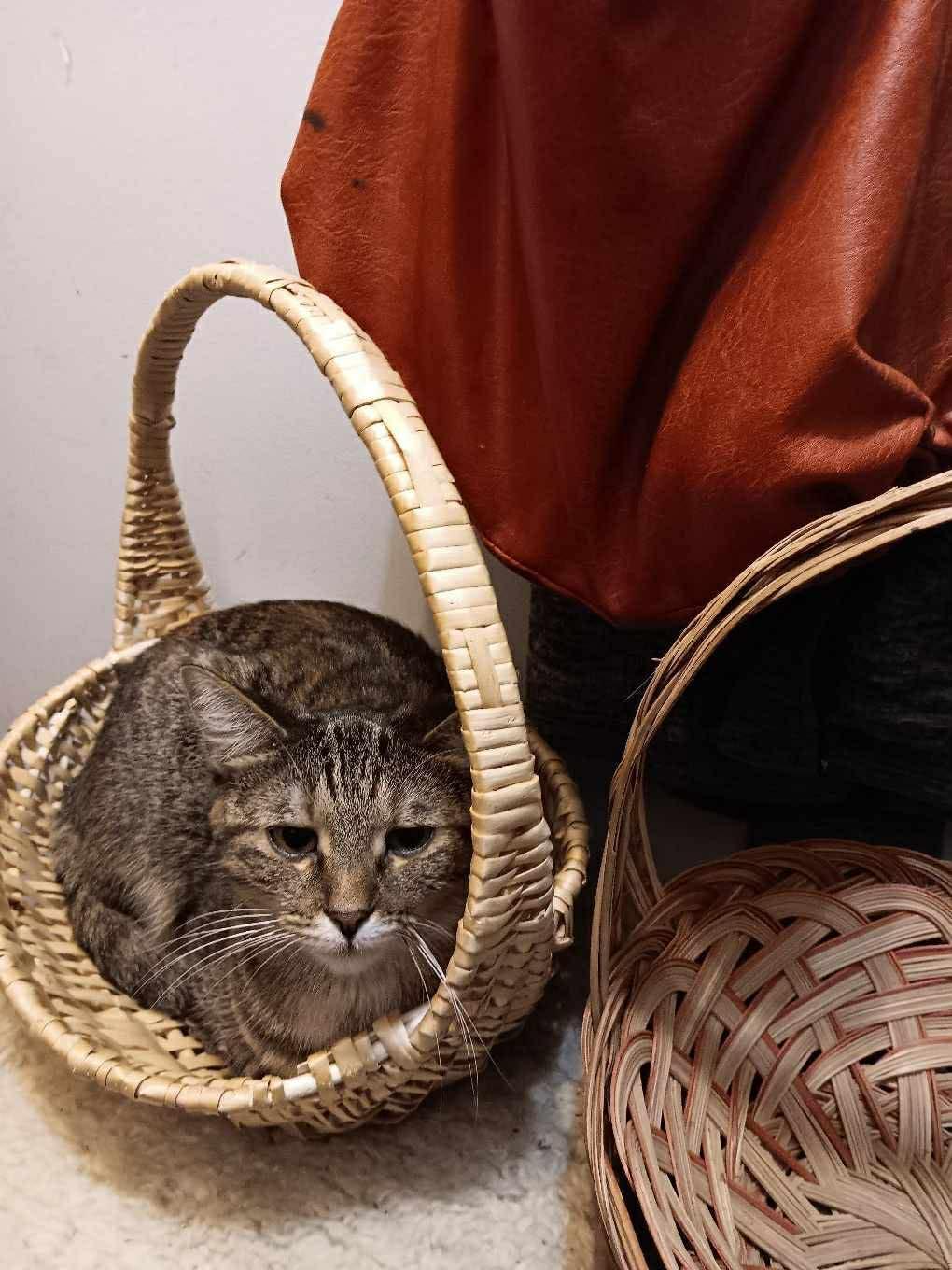 Cagney & Lacey, Adoptable, Adult Female Domestic Short Hair.