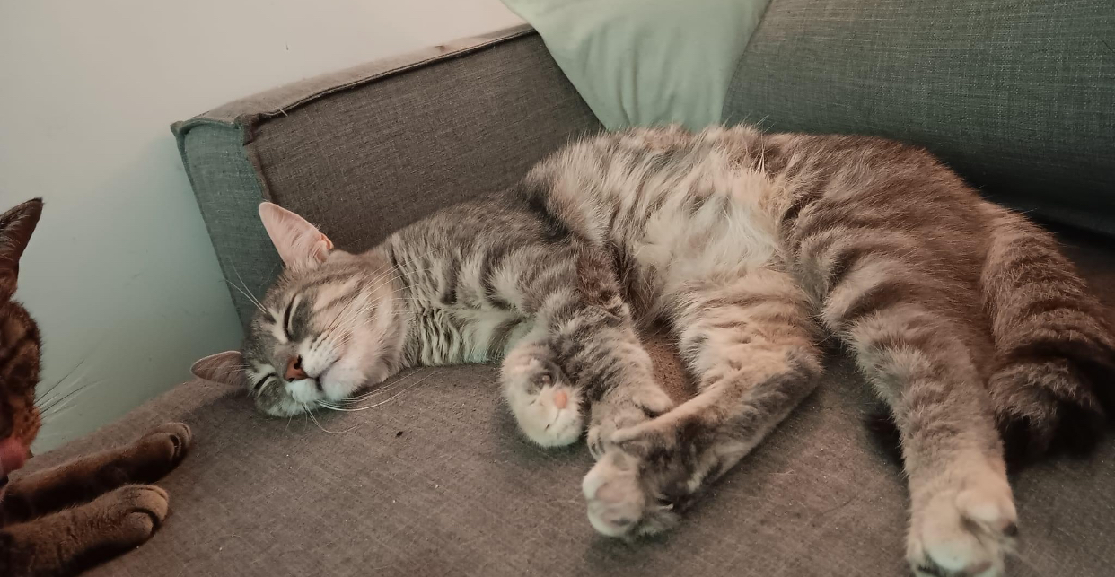 Enlarge Cagney & Lacey, a Adoptable Domestic Short Hair in Ashton, ON image 4/5