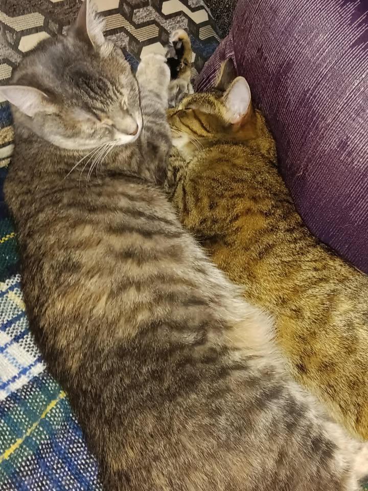 Enlarge Cagney & Lacey, a Adoptable Domestic Short Hair in Ashton, ON image 5/5