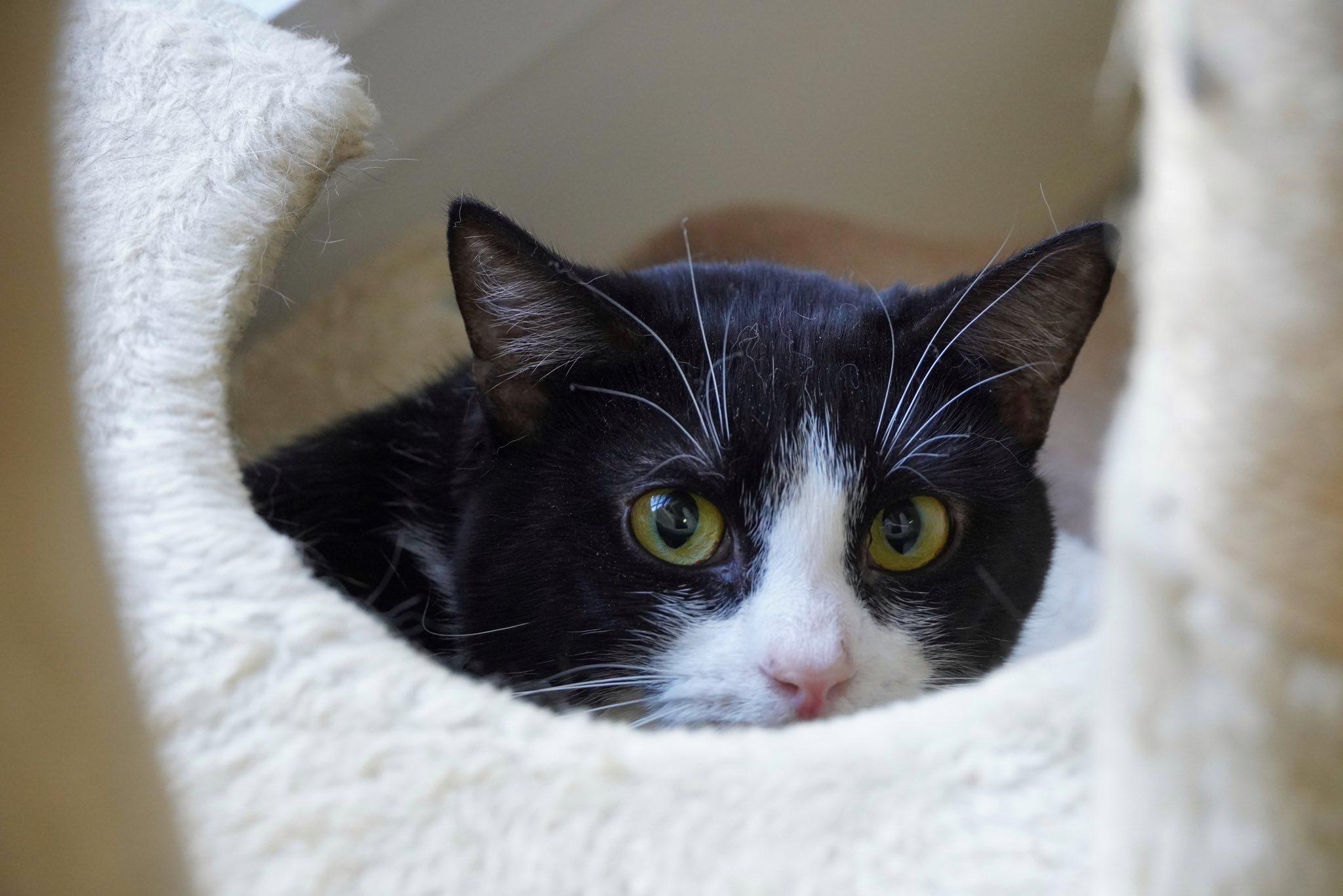 Enlarge Farren, a Adoptable mixed breed in Hershey, PA image 3/6