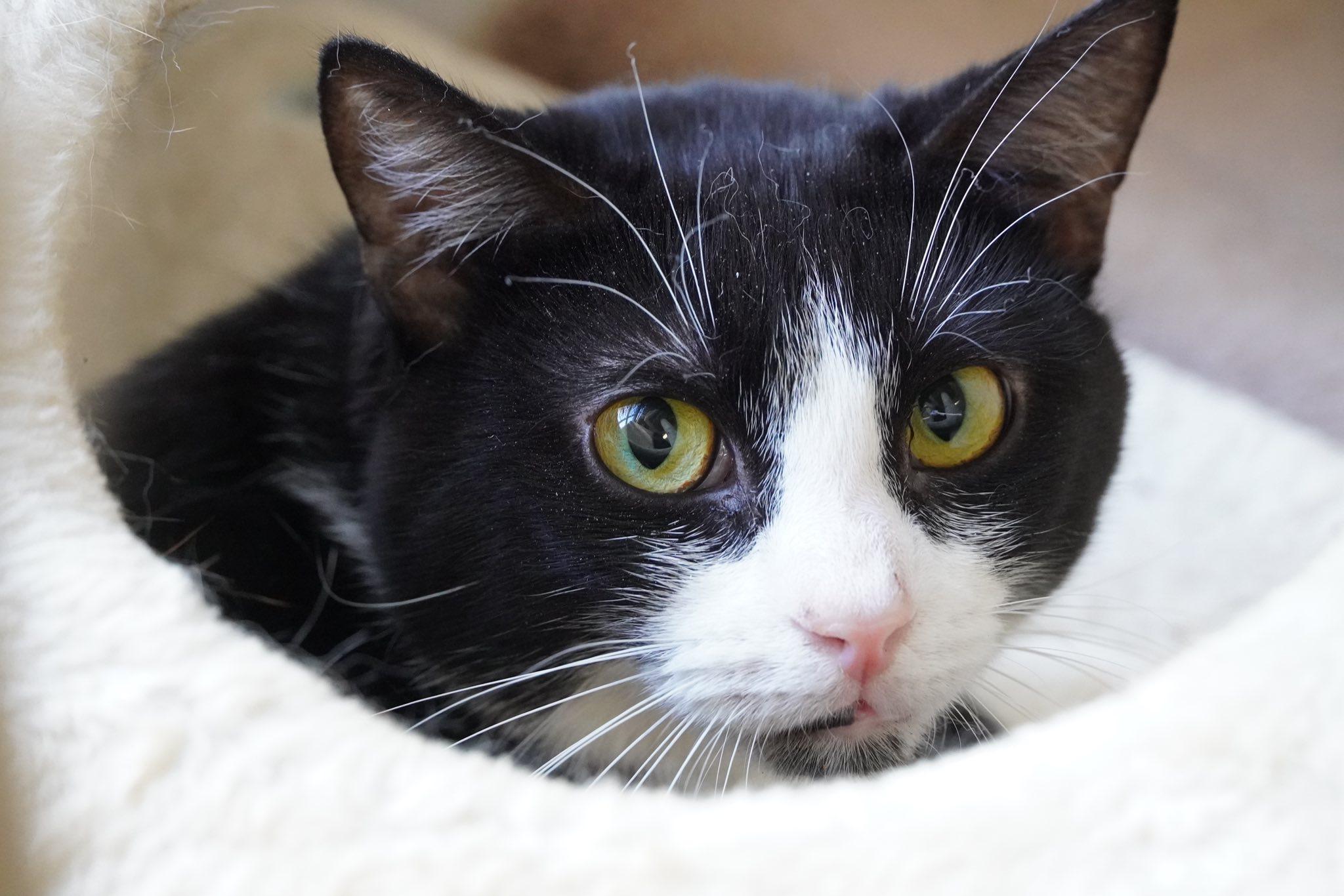 Enlarge Farren, a Adoptable mixed breed in Hershey, PA image 4/6