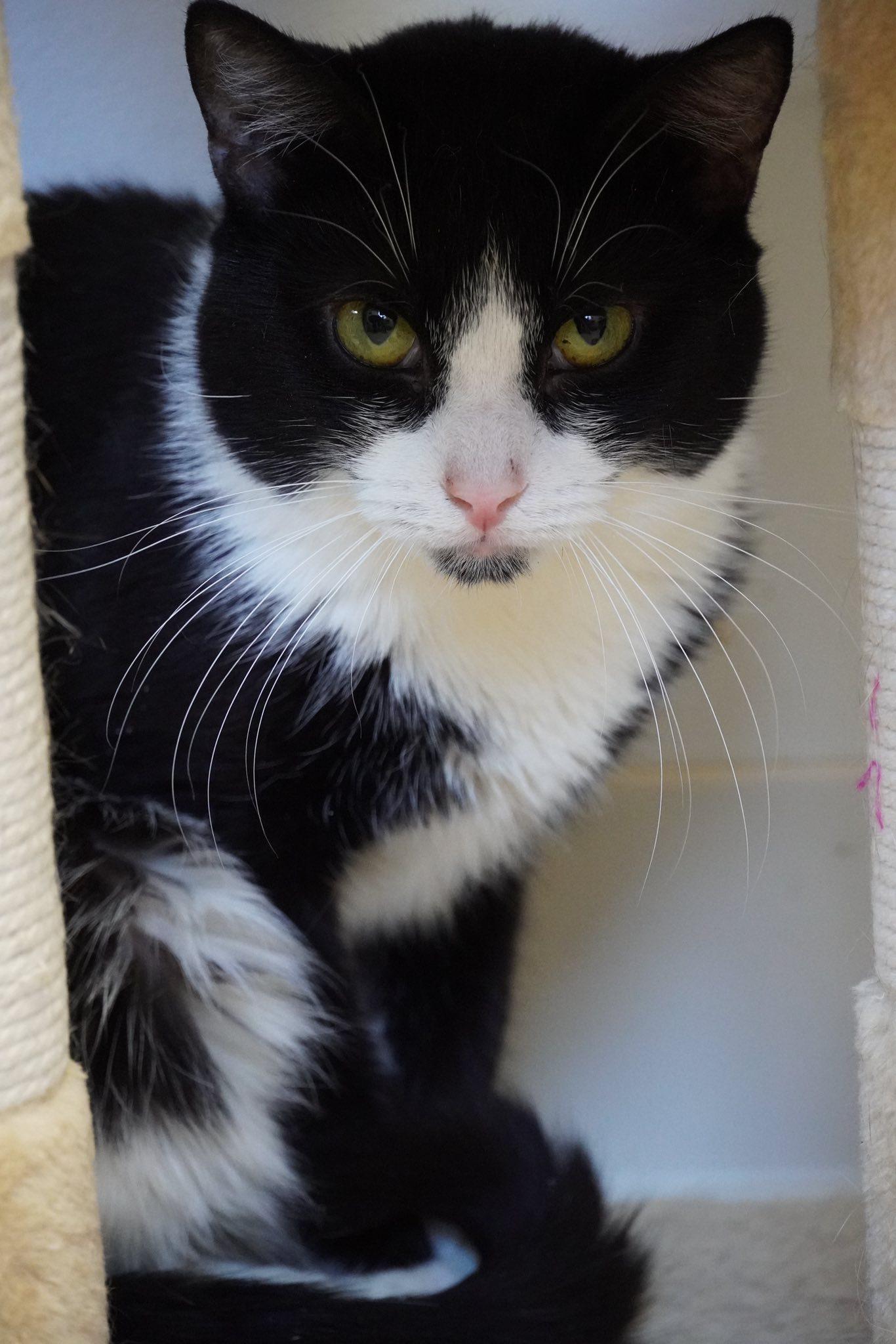 Enlarge Farren, a Adoptable mixed breed in Hershey, PA image 1/6