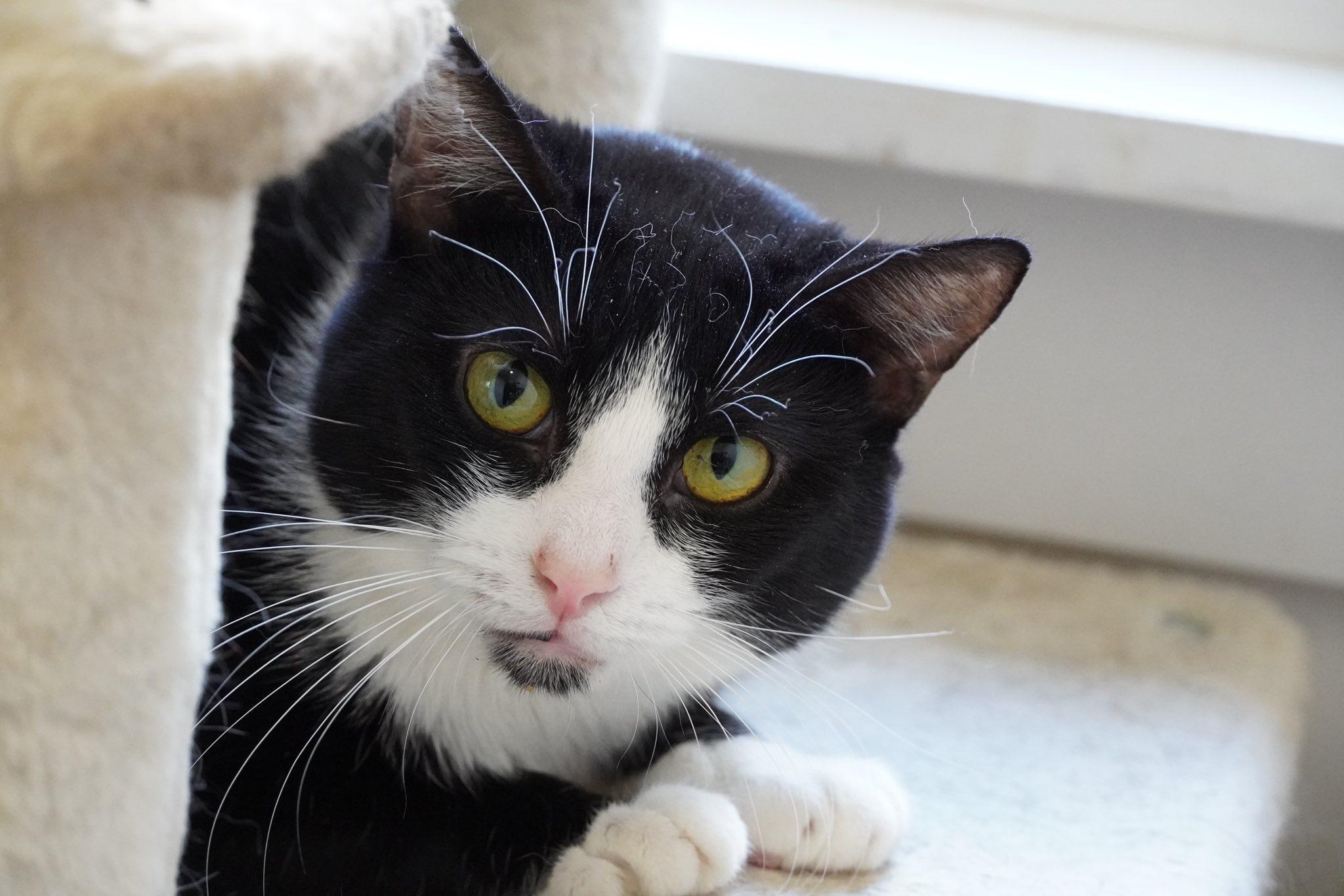 Enlarge Farren, a Adoptable mixed breed in Hershey, PA image 5/6