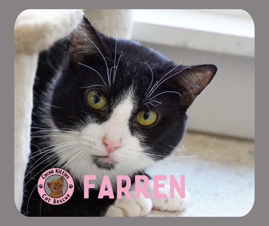 Enlarge Farren, a Adoptable mixed breed in Hershey, PA image 1/6