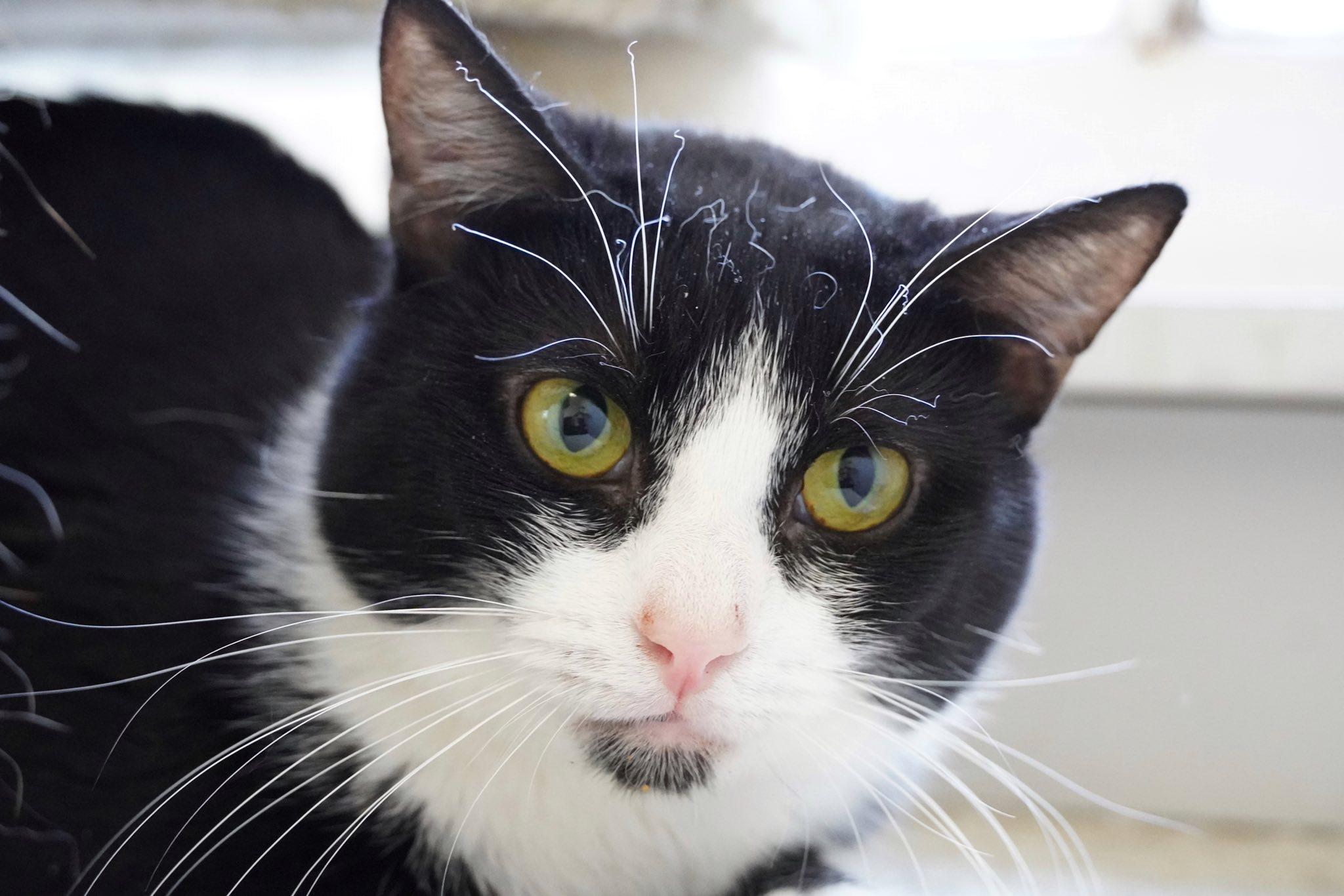 Enlarge Farren, a Adoptable mixed breed in Hershey, PA image 6/6