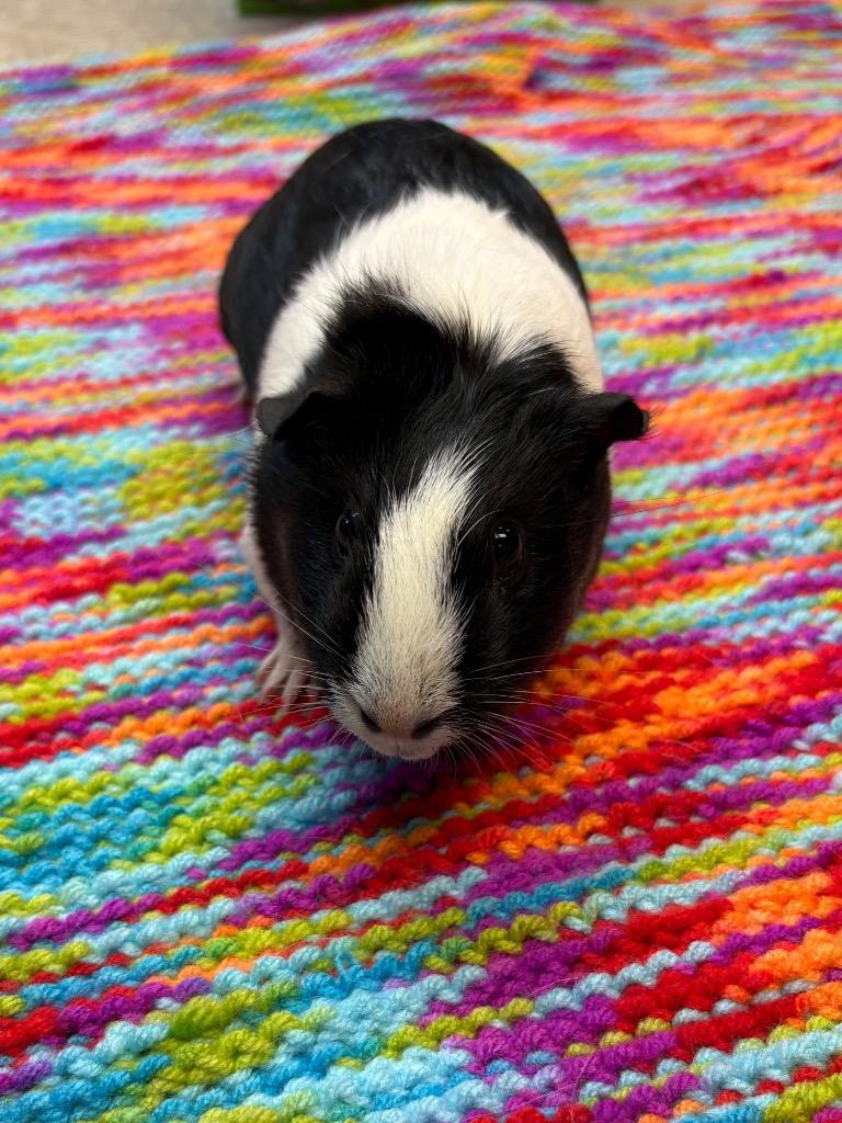 Rice, Adoptable, Baby Female Guinea Pig.