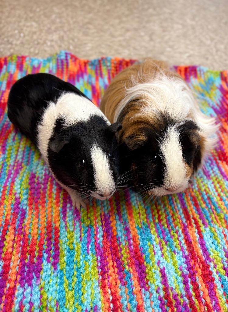 Rice, a Adoptable Guinea Pig in Nacogdoches, TX image 2/2