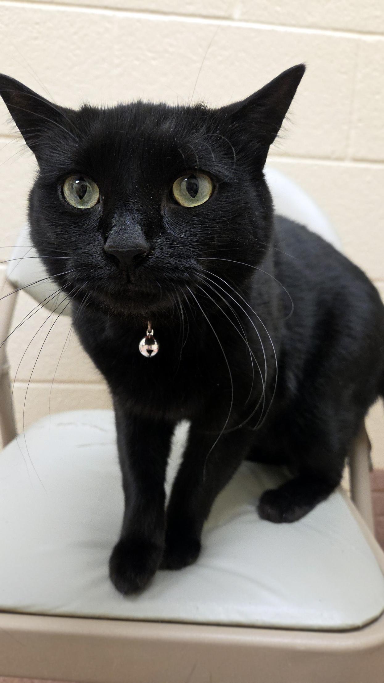 Enlarge Cyprus, a ADOPTABLE Domestic Short Hair in Centerville, UT image 2/2