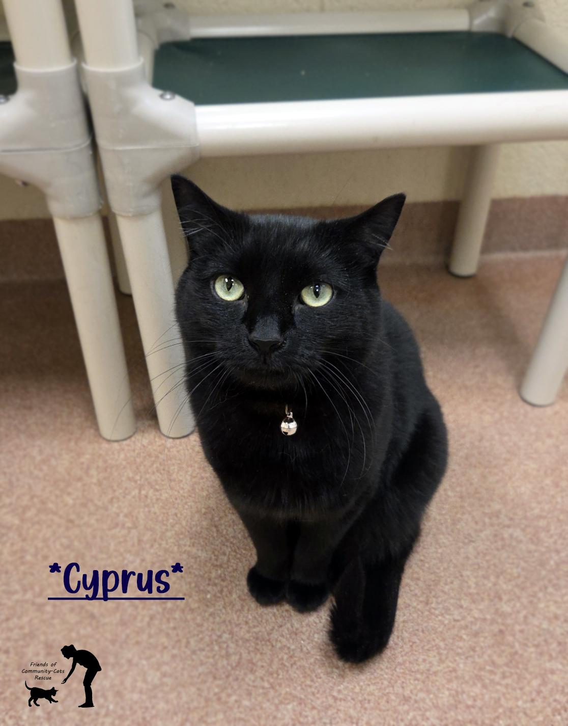 Enlarge Cyprus, a ADOPTABLE Domestic Short Hair in Centerville, UT image 1/2