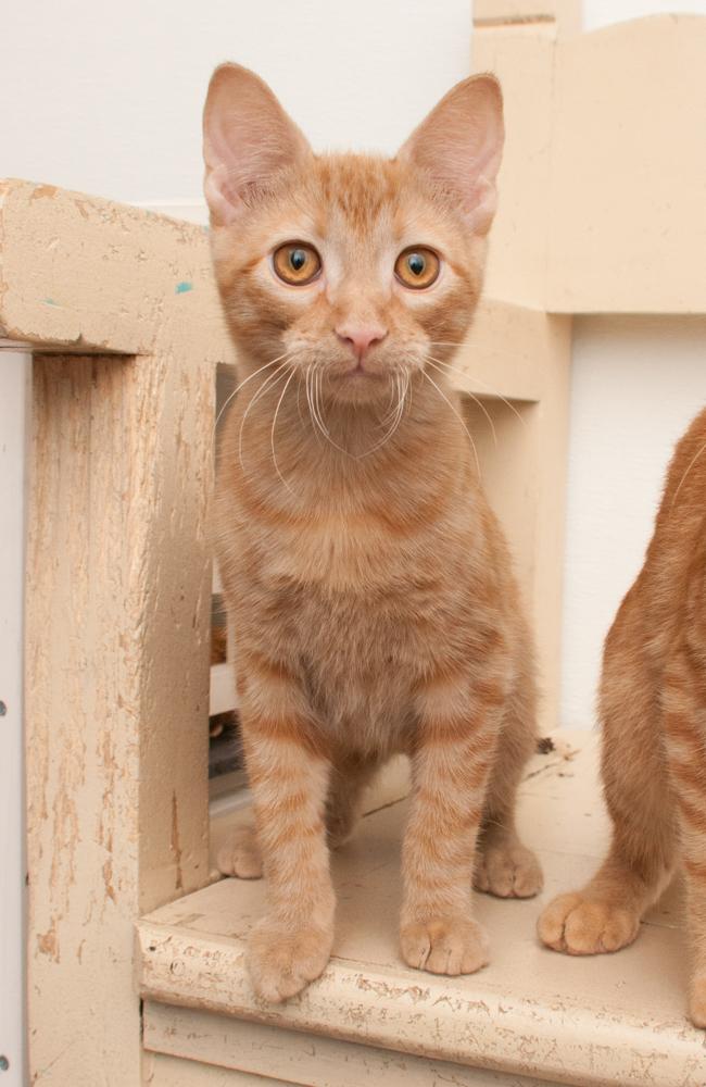 Enlarge Ginger, a Adoptable Tabby in Westminster, CO image 3/4