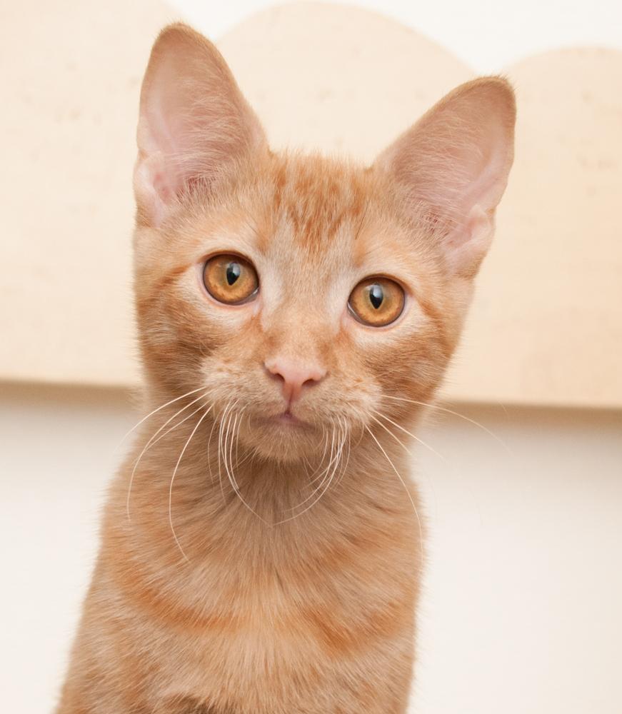 Enlarge Ginger, a Adoptable Tabby in Westminster, CO image 1/4
