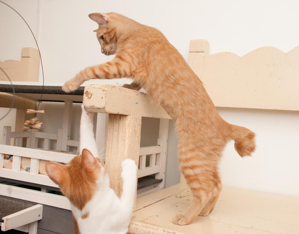 Enlarge Ginger, a Adoptable Tabby in Westminster, CO image 4/4