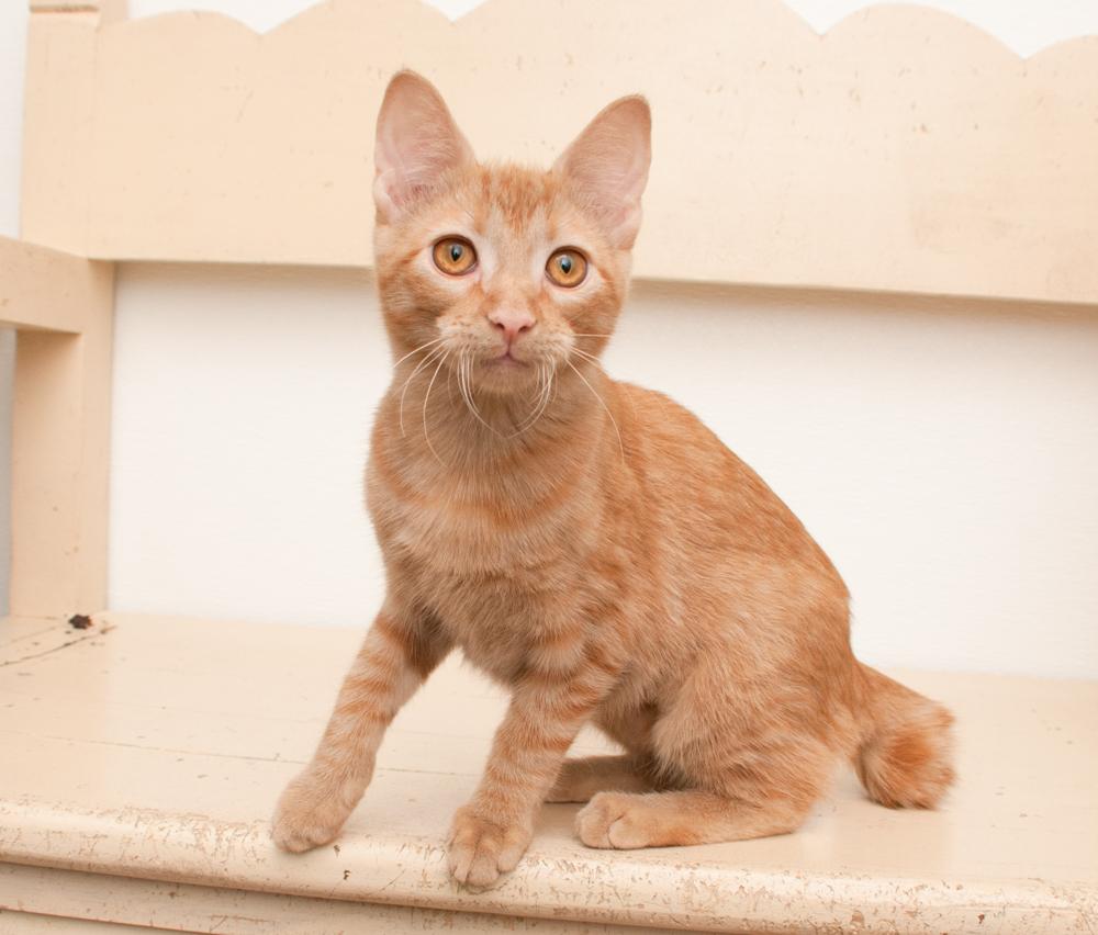 Enlarge Ginger, a Adoptable Tabby in Westminster, CO image 2/4