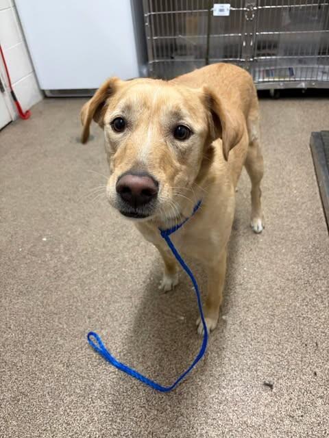 Lady, Adoptable, Adult Female Yellow Labrador Retriever.
