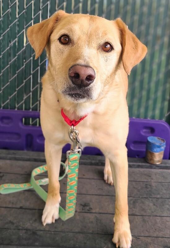 Enlarge Lady, a Adoptable Yellow Labrador Retriever in Fruit Heights, UT image 2/2