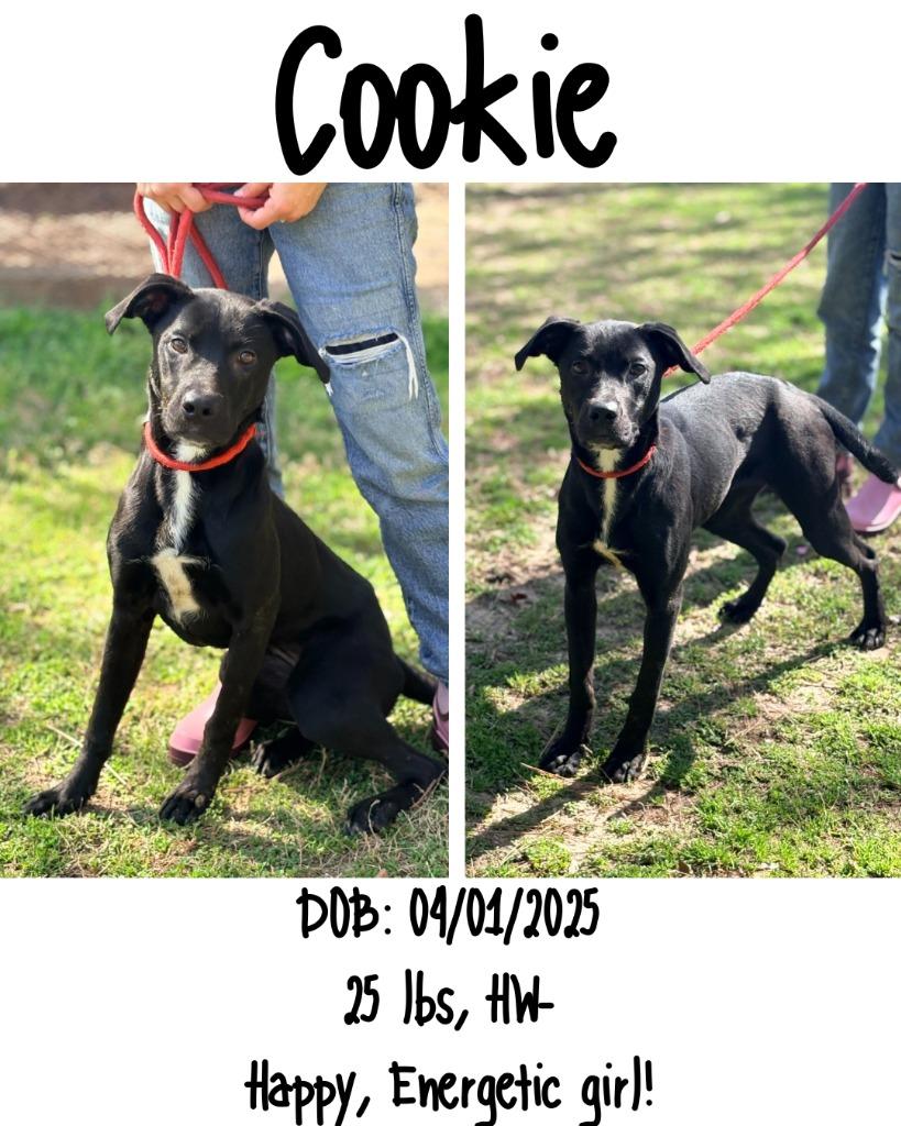 Enlarge Cookie, a Adoptable mixed breed in Albany, GA image 1/3