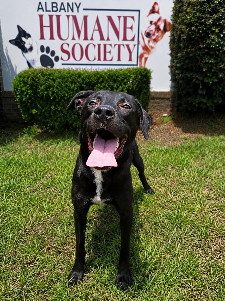 Cookie, Adoptable, Young Female Labrador Retriever & Mixed Breed.