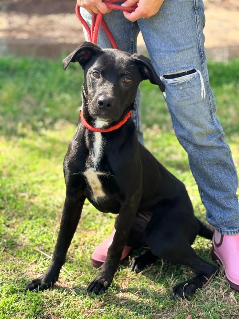 Cookie, Adoptable, Puppy Female Labrador Retriever & Mixed Breed.