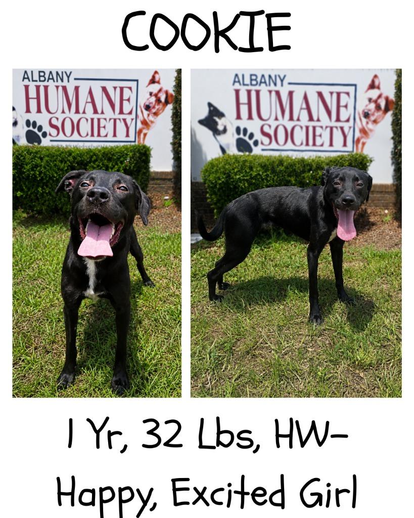 Enlarge Cookie, a Adoptable mixed breed in Albany, GA image 3/6