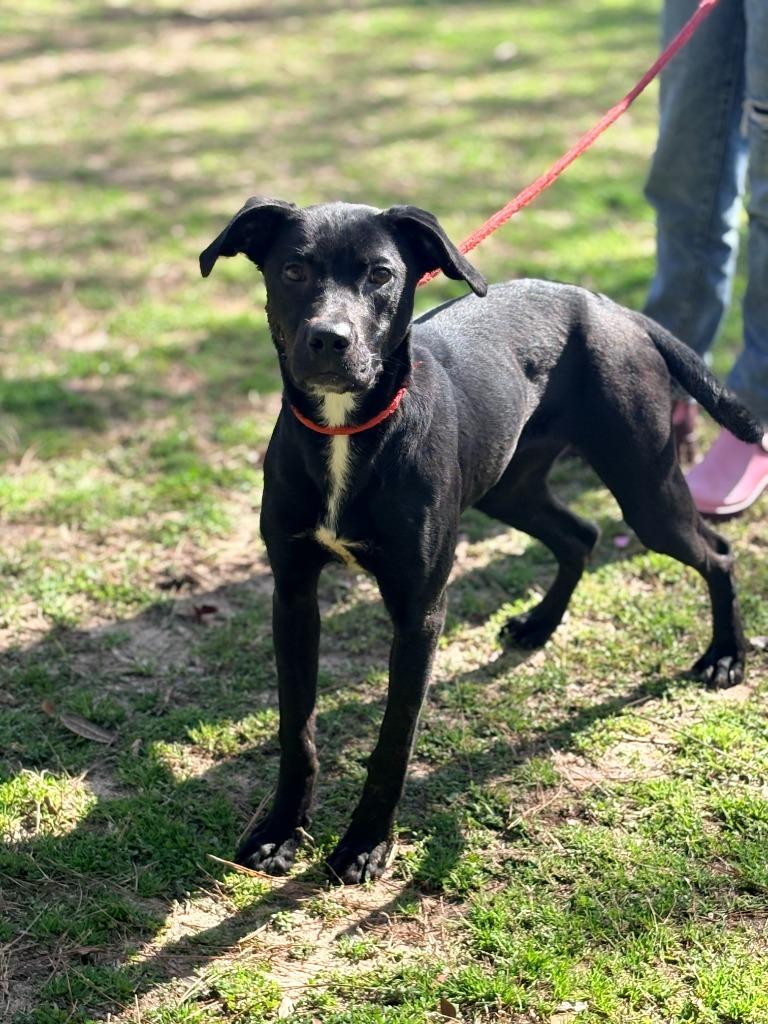 Cookie, a Adoptable mixed breed in Albany, GA image 2/3