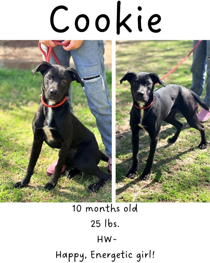Cookie, a Adoptable mixed breed in Albany, GA image 3/3