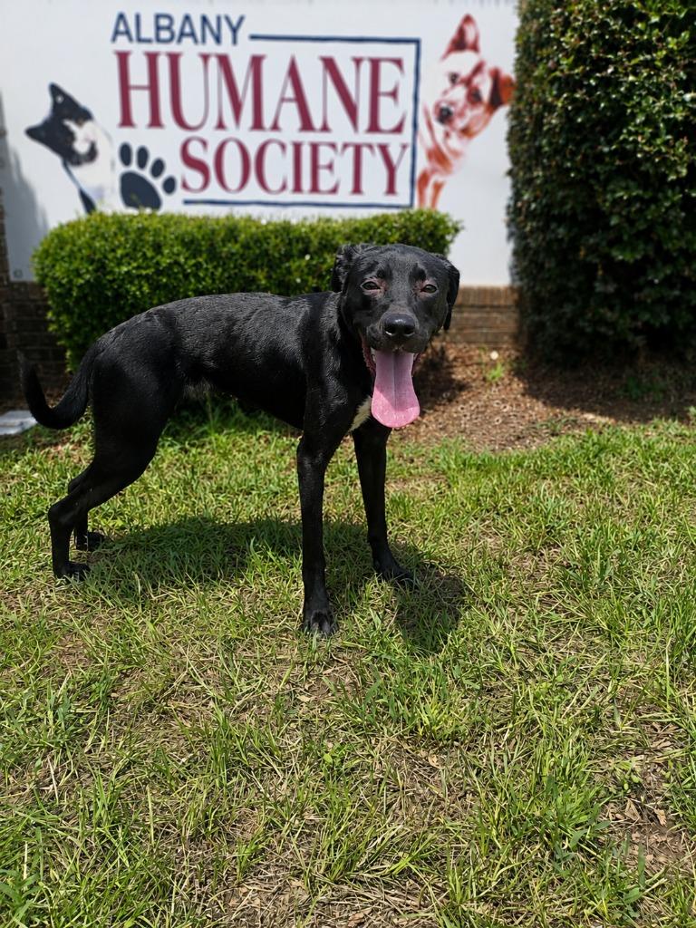 Enlarge Cookie, a Adoptable mixed breed in Albany, GA image 5/6
