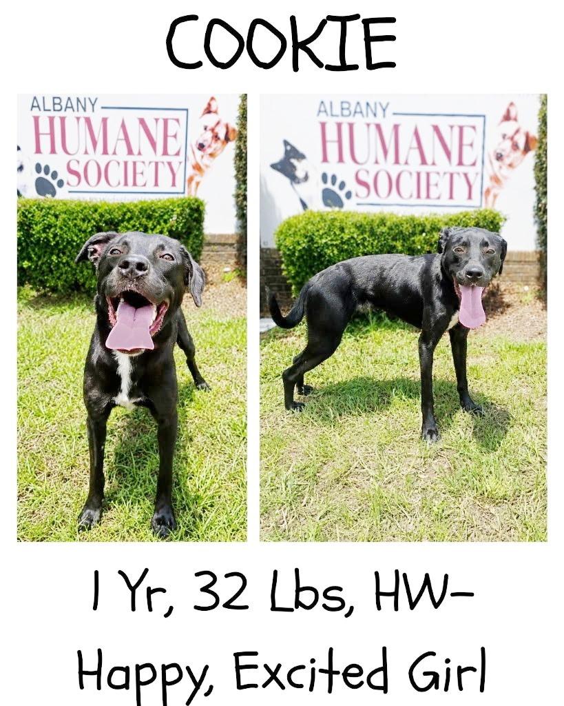 Enlarge Cookie, a Adoptable mixed breed in Albany, GA image 6/6