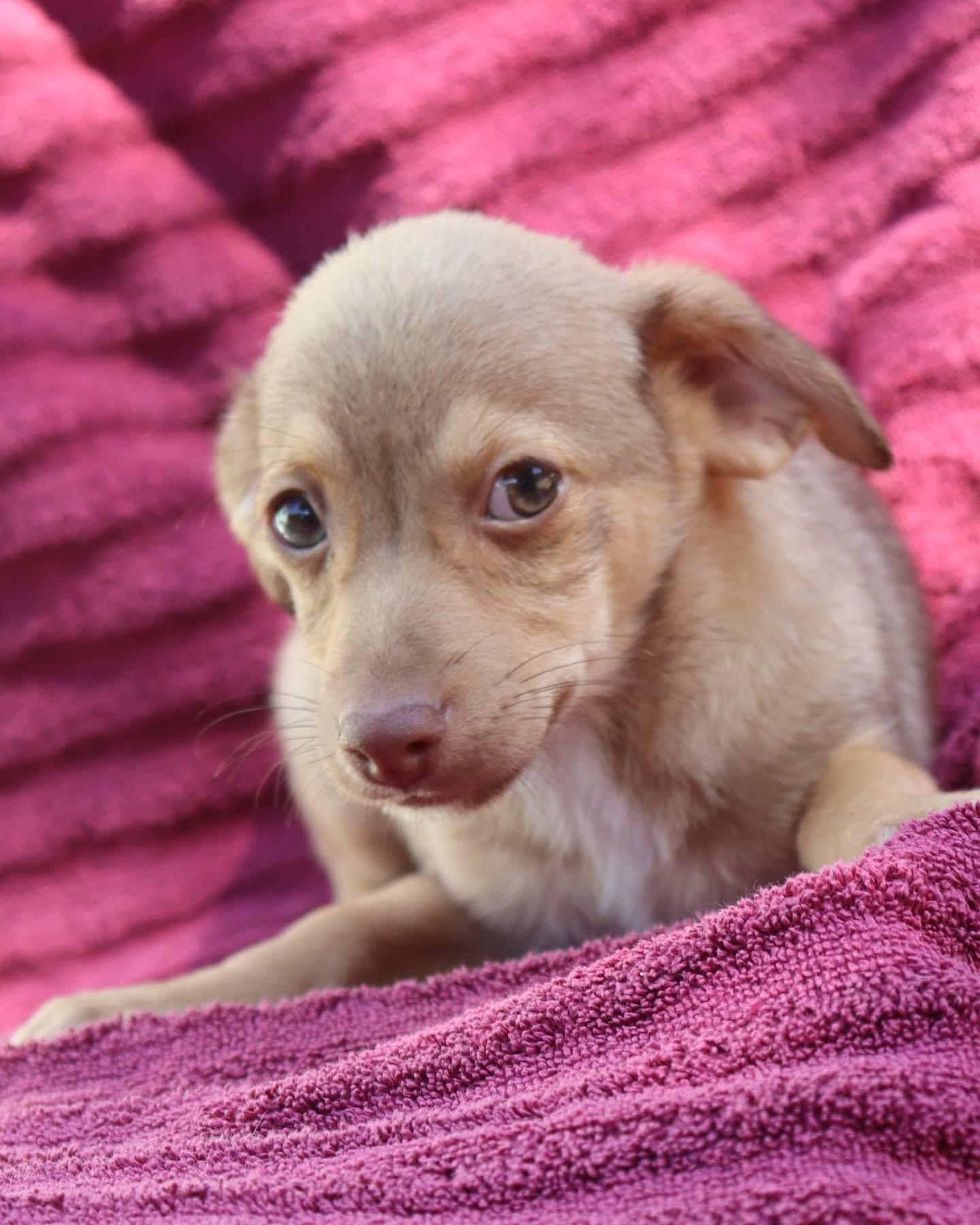 BABY GRUMPY, a Adoptable mixed breed in Fresno, CA image 3/6