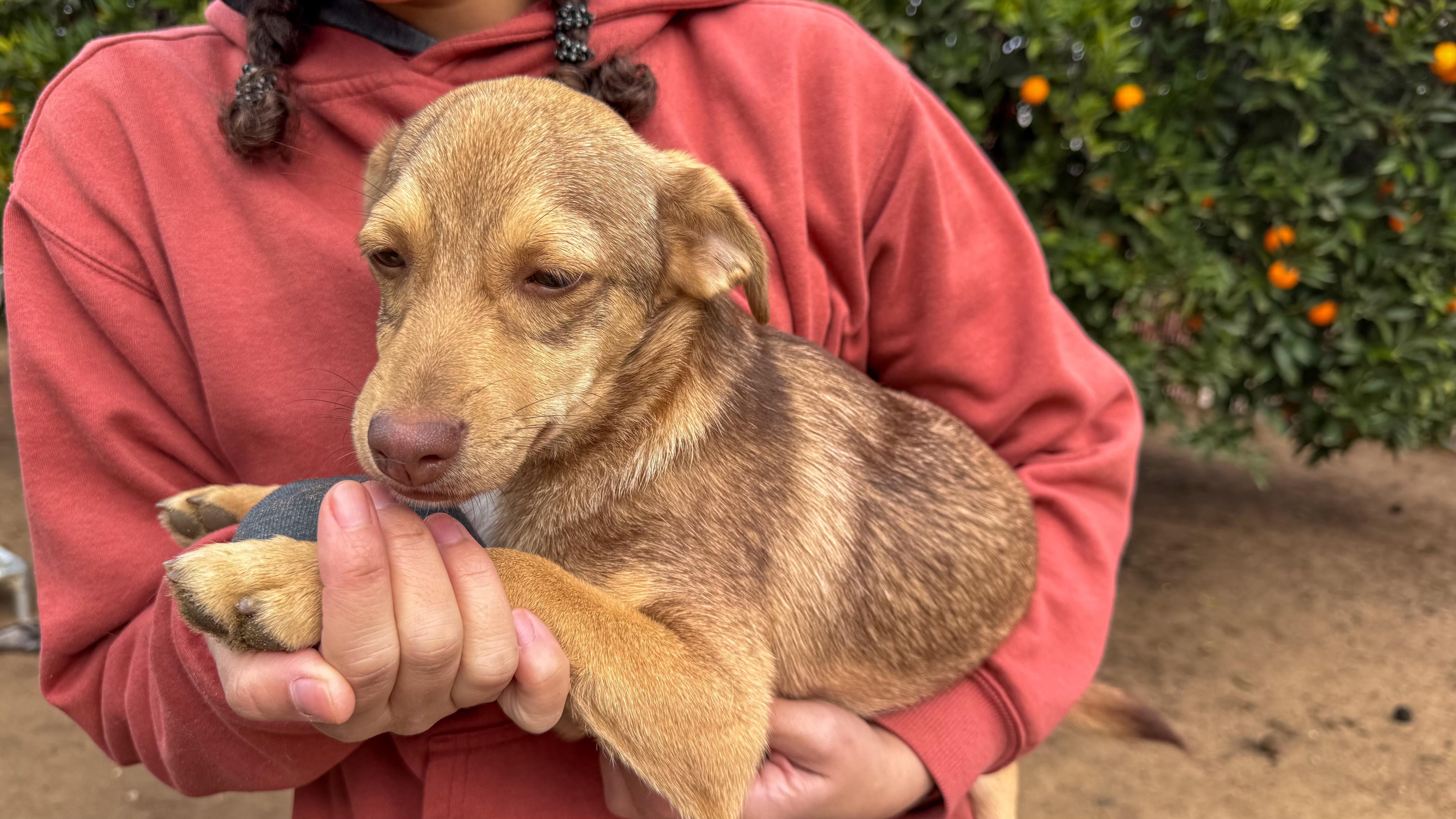 Enlarge BABY GRUMPY, an adoptable mixed breed in Fresno, CA image 5/5