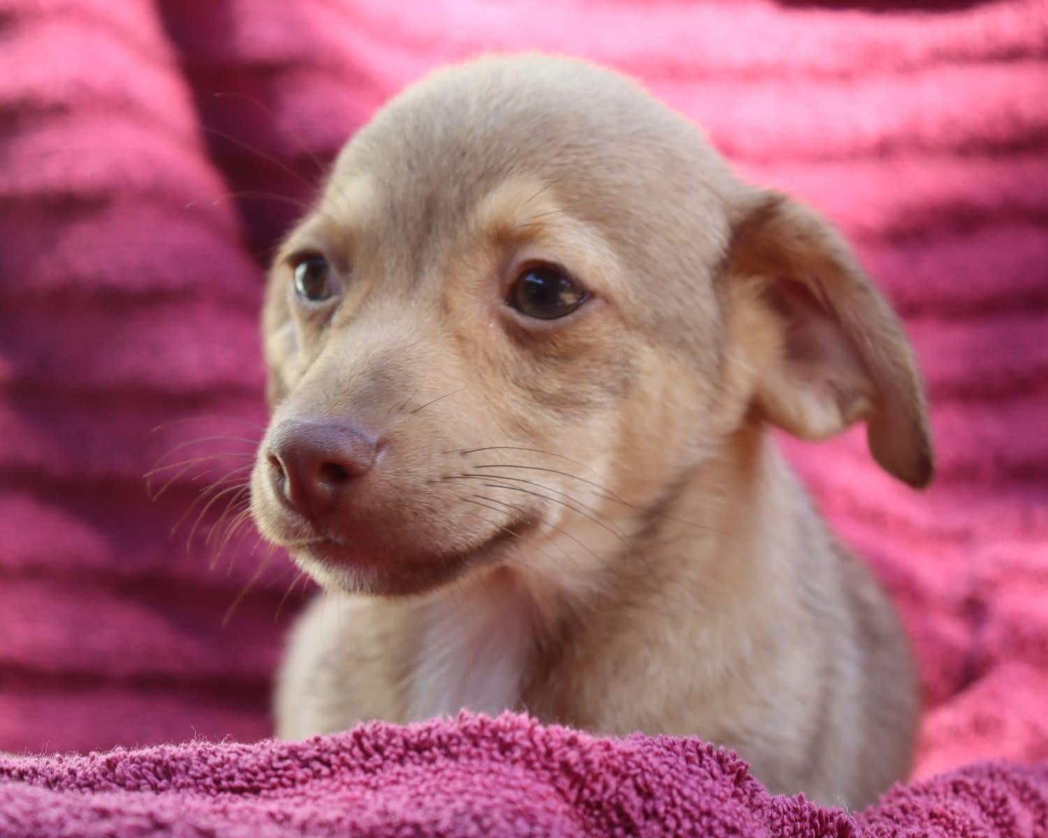 BABY GRUMPY, a Adoptable mixed breed in Fresno, CA image 4/6