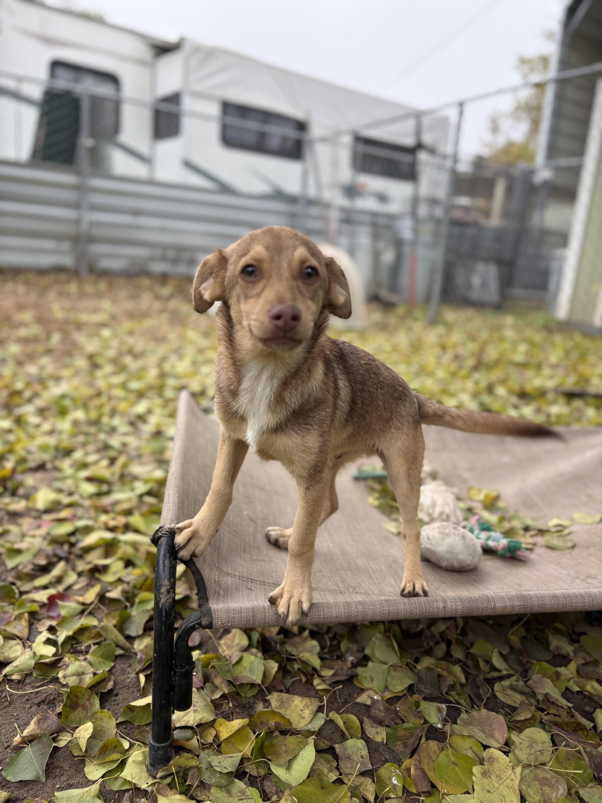 Enlarge BABY GRUMPY, an adoptable mixed breed in Fresno, CA image 2/5