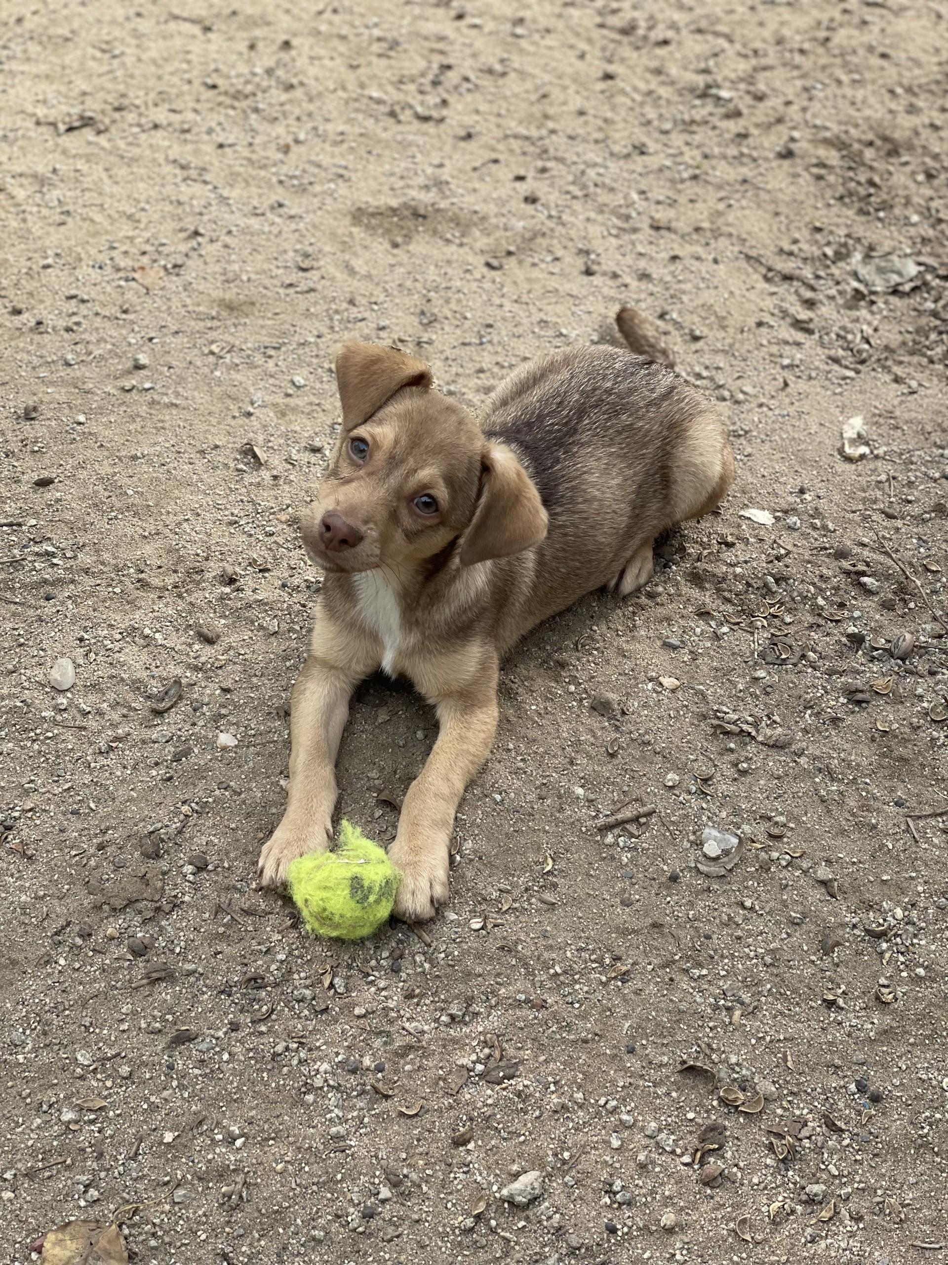BABY GRUMPY, a Adoptable mixed breed in Fresno, CA image 1/6