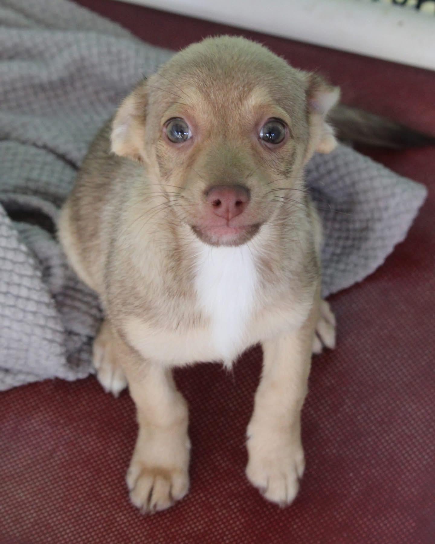 BABY GRUMPY, a Adoptable mixed breed in Fresno, CA image 5/6