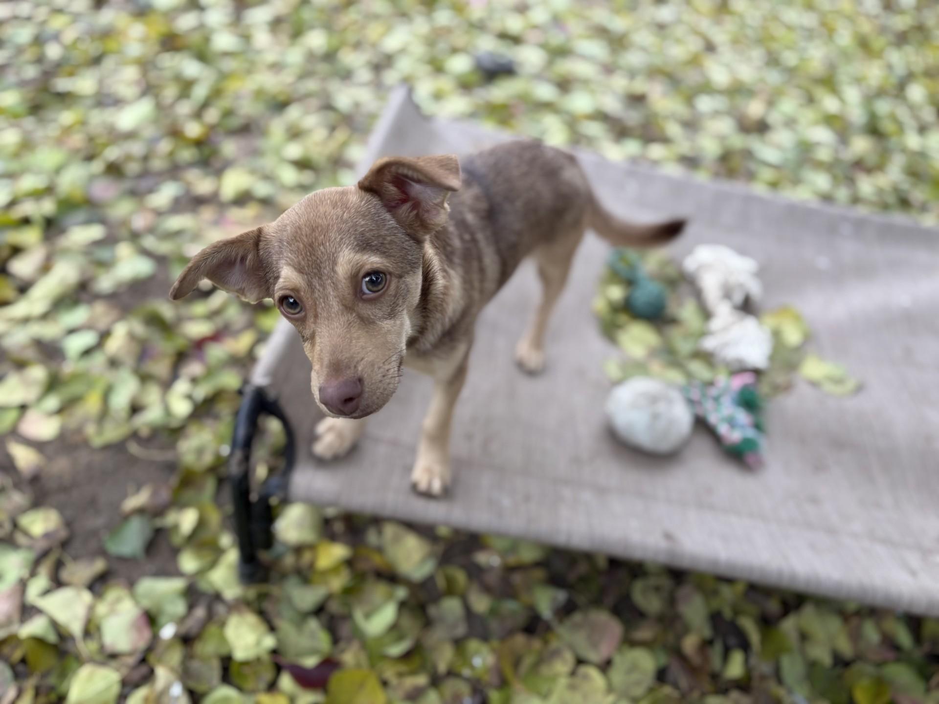 Enlarge BABY GRUMPY, an adoptable mixed breed in Fresno, CA image 4/5