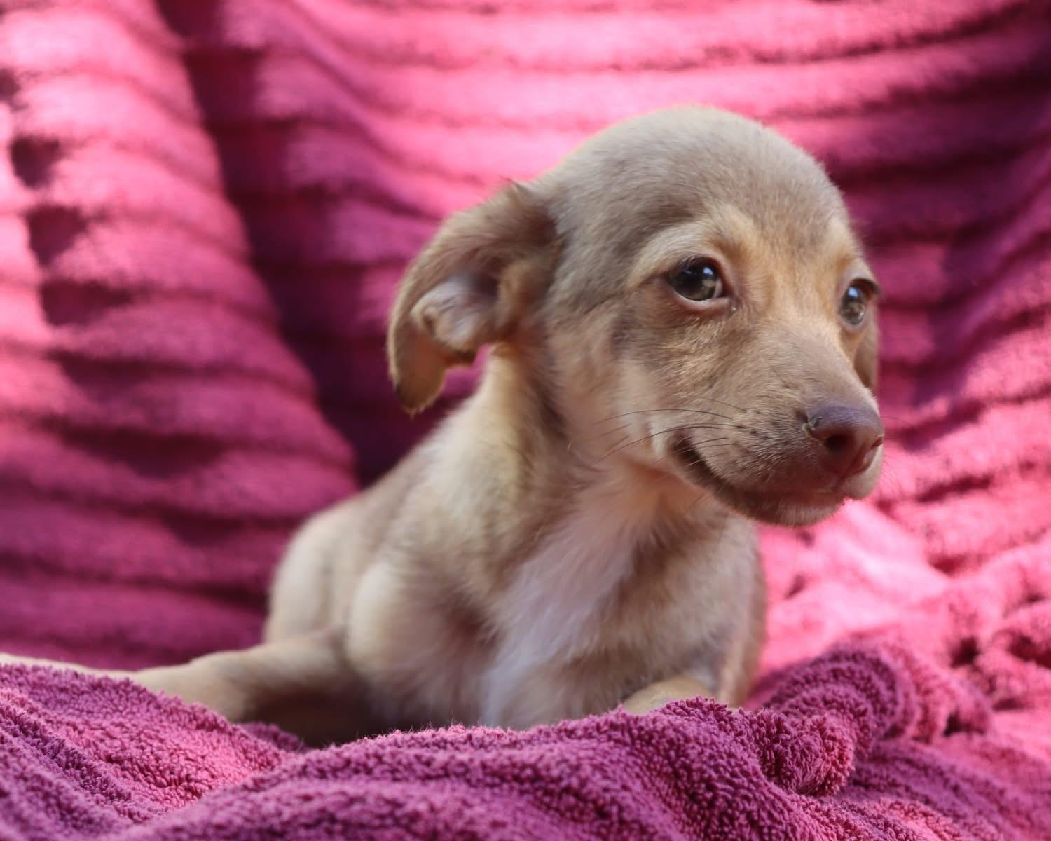 BABY GRUMPY, a Adoptable mixed breed in Fresno, CA image 6/6