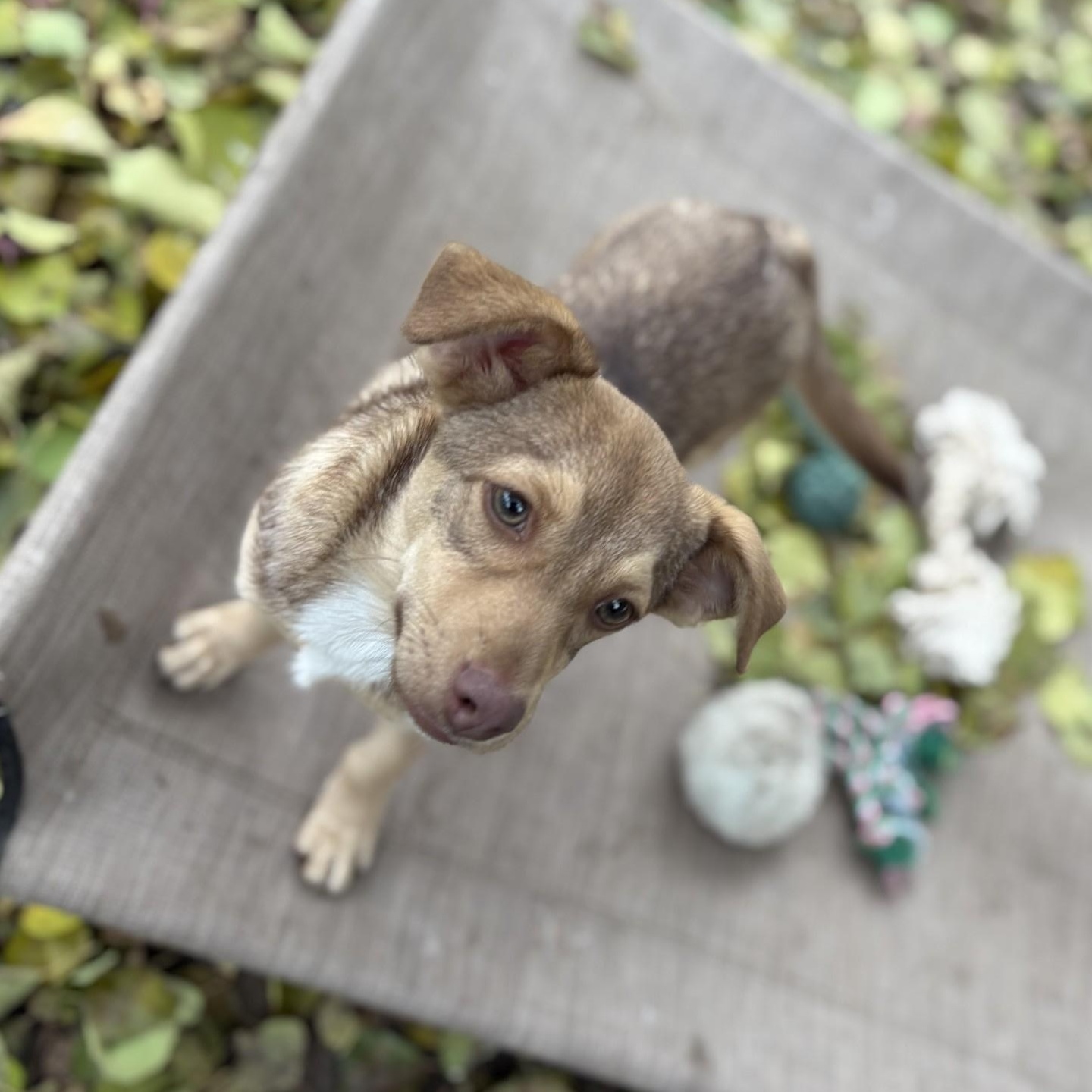 BABY GRUMPY, Adoptable, Puppy Male Terrier.