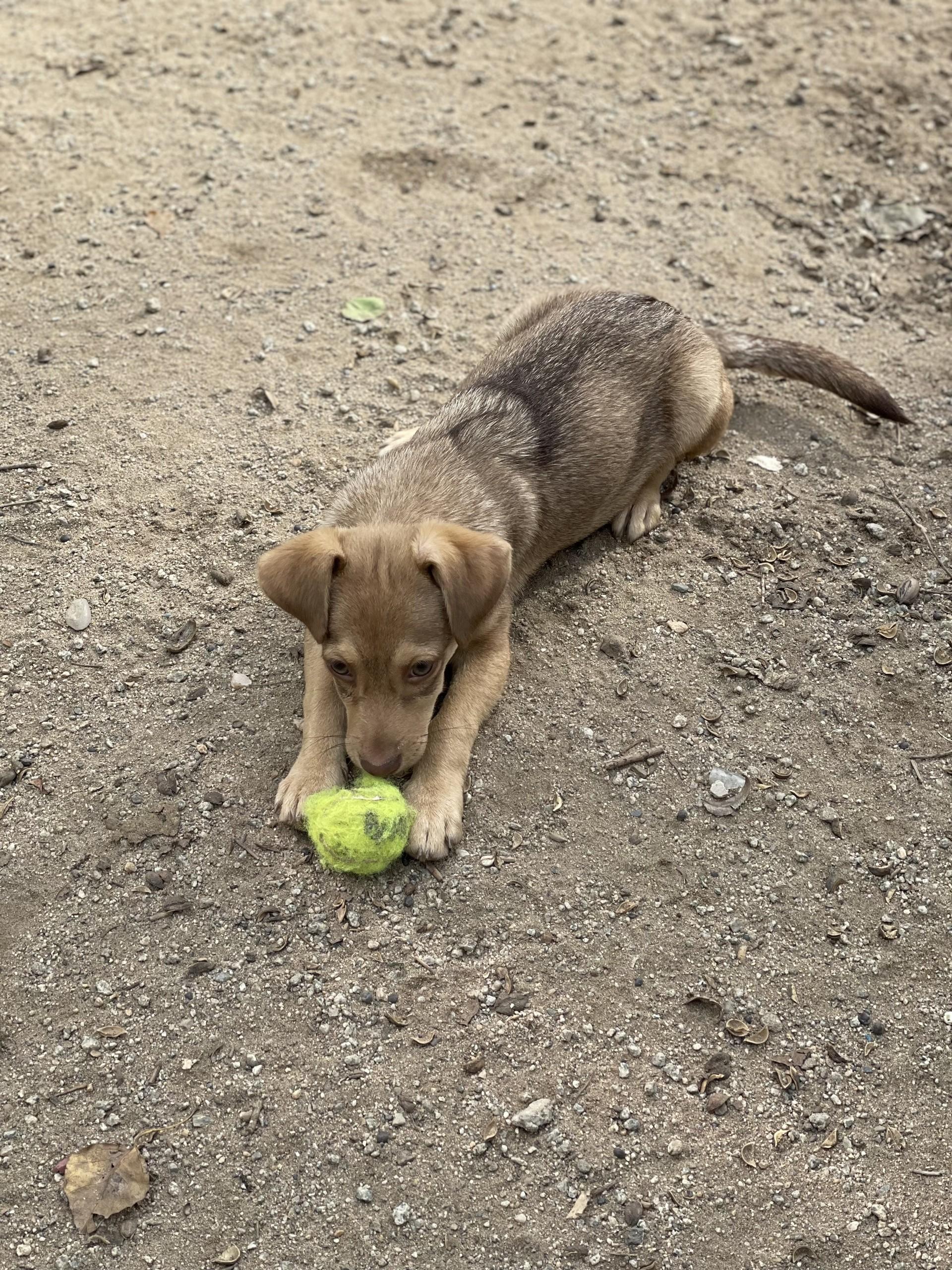 BABY GRUMPY, a Adoptable mixed breed in Fresno, CA image 2/6