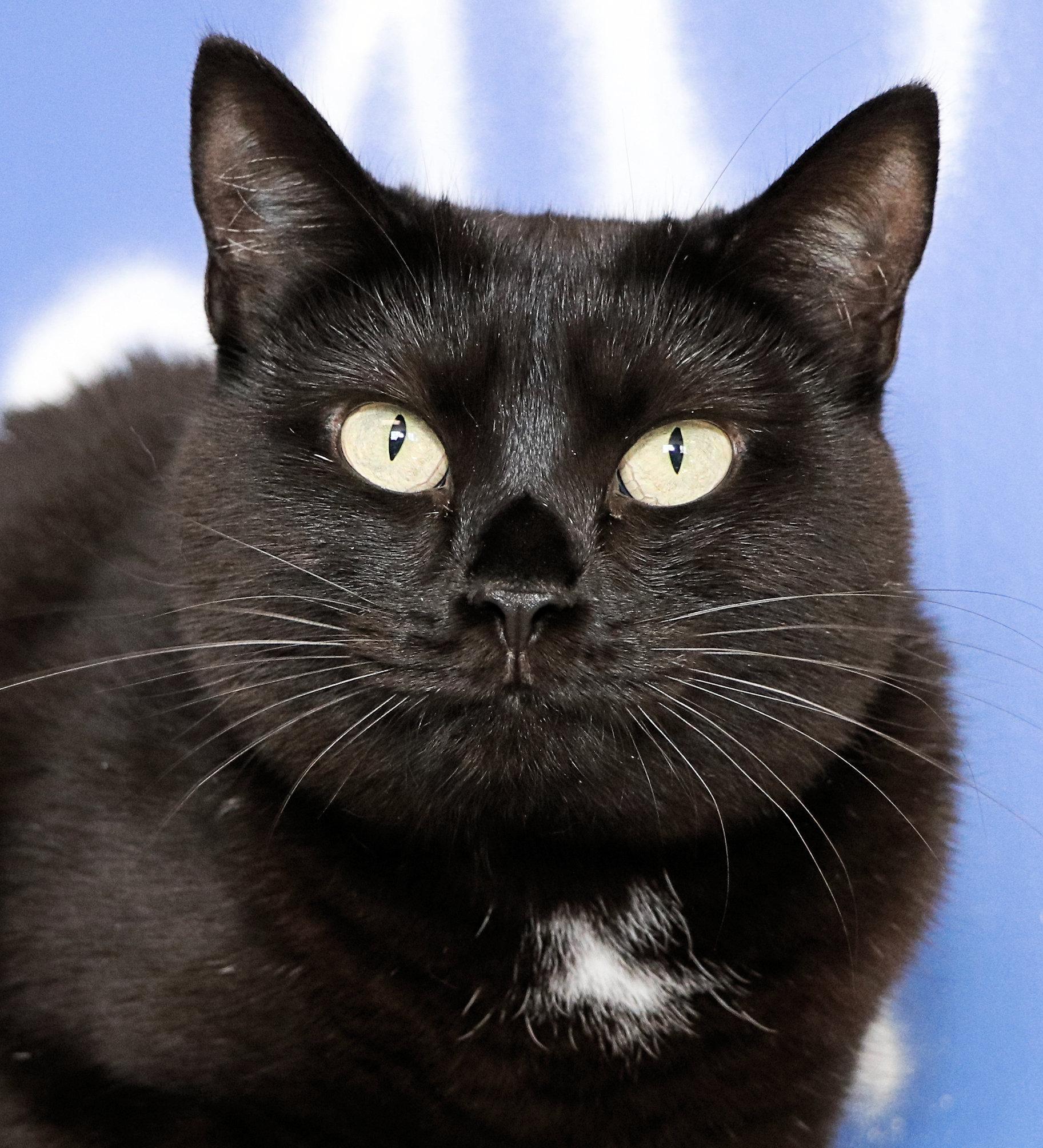 Enlarge Ebony, a ADOPTABLE Domestic Short Hair in Cincinnati, OH image 1/3