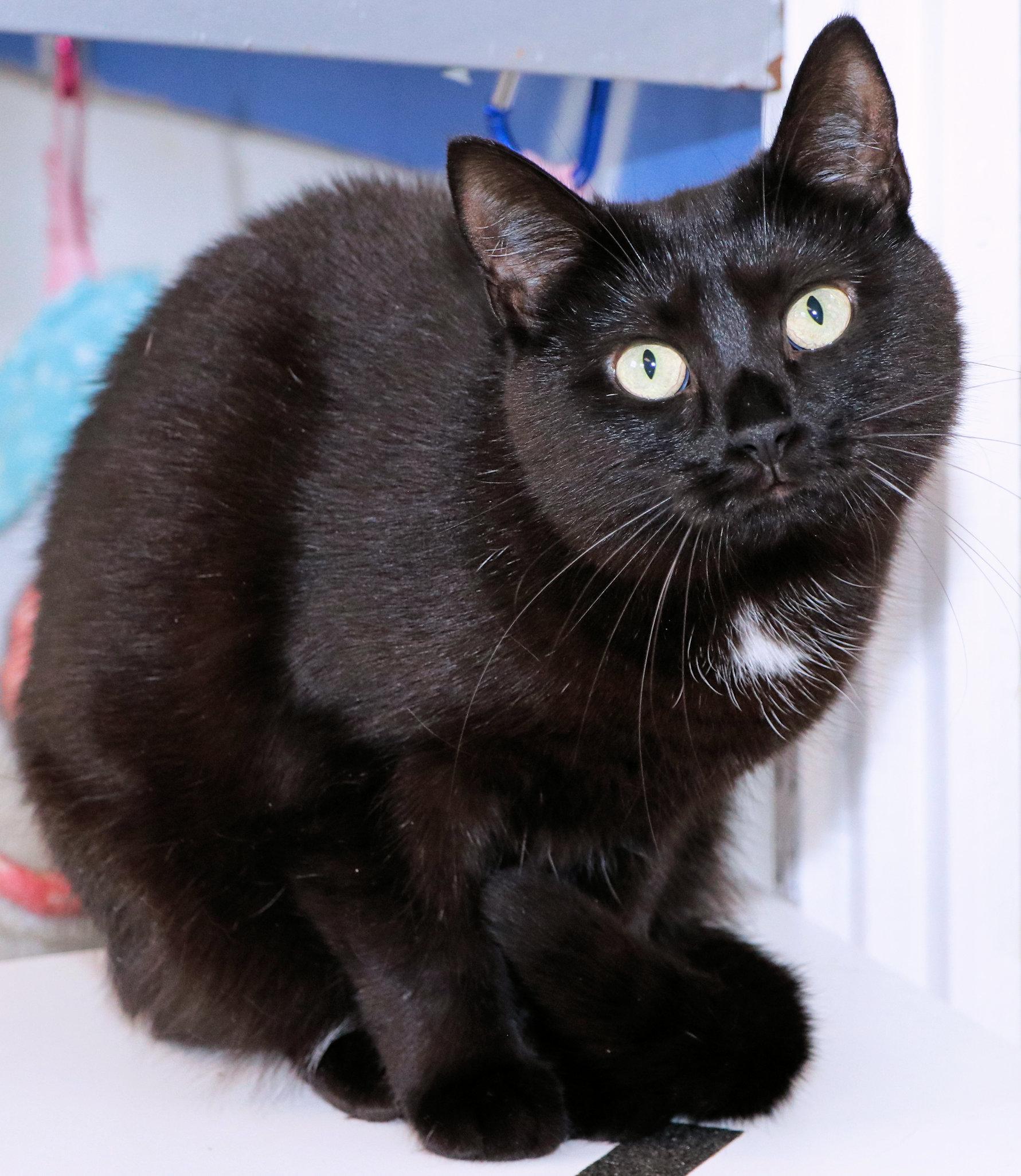 Enlarge Ebony, a ADOPTABLE Domestic Short Hair in Cincinnati, OH image 2/3