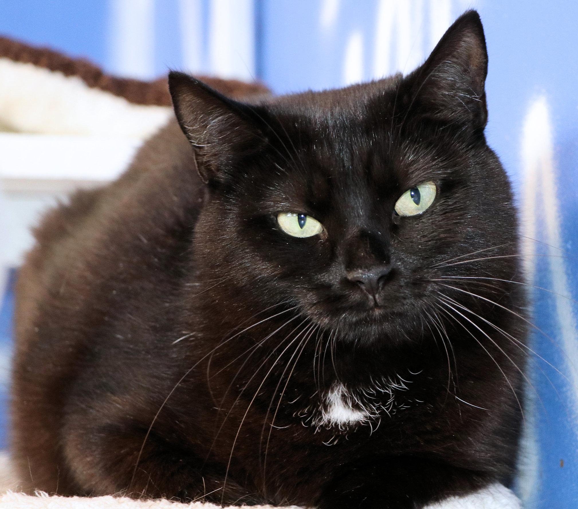 Enlarge Ebony, a ADOPTABLE Domestic Short Hair in Cincinnati, OH image 3/3
