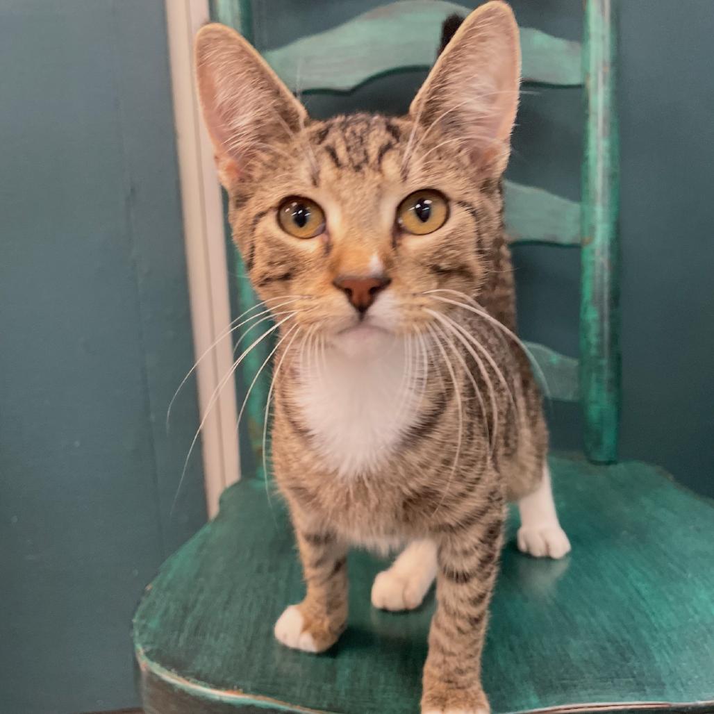 Teddy, Adoptable, Kitten Male Domestic Short Hair.