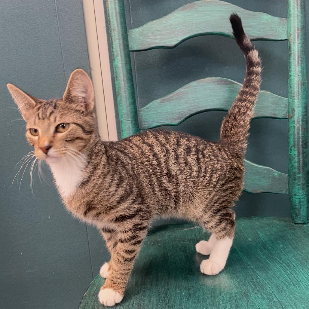 Enlarge Teddy, a Adoptable Domestic Short Hair in Granby, MO image 2/3