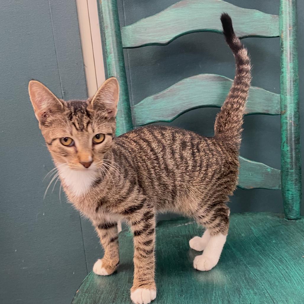 Enlarge Teddy, a Adoptable Domestic Short Hair in Granby, MO image 3/3